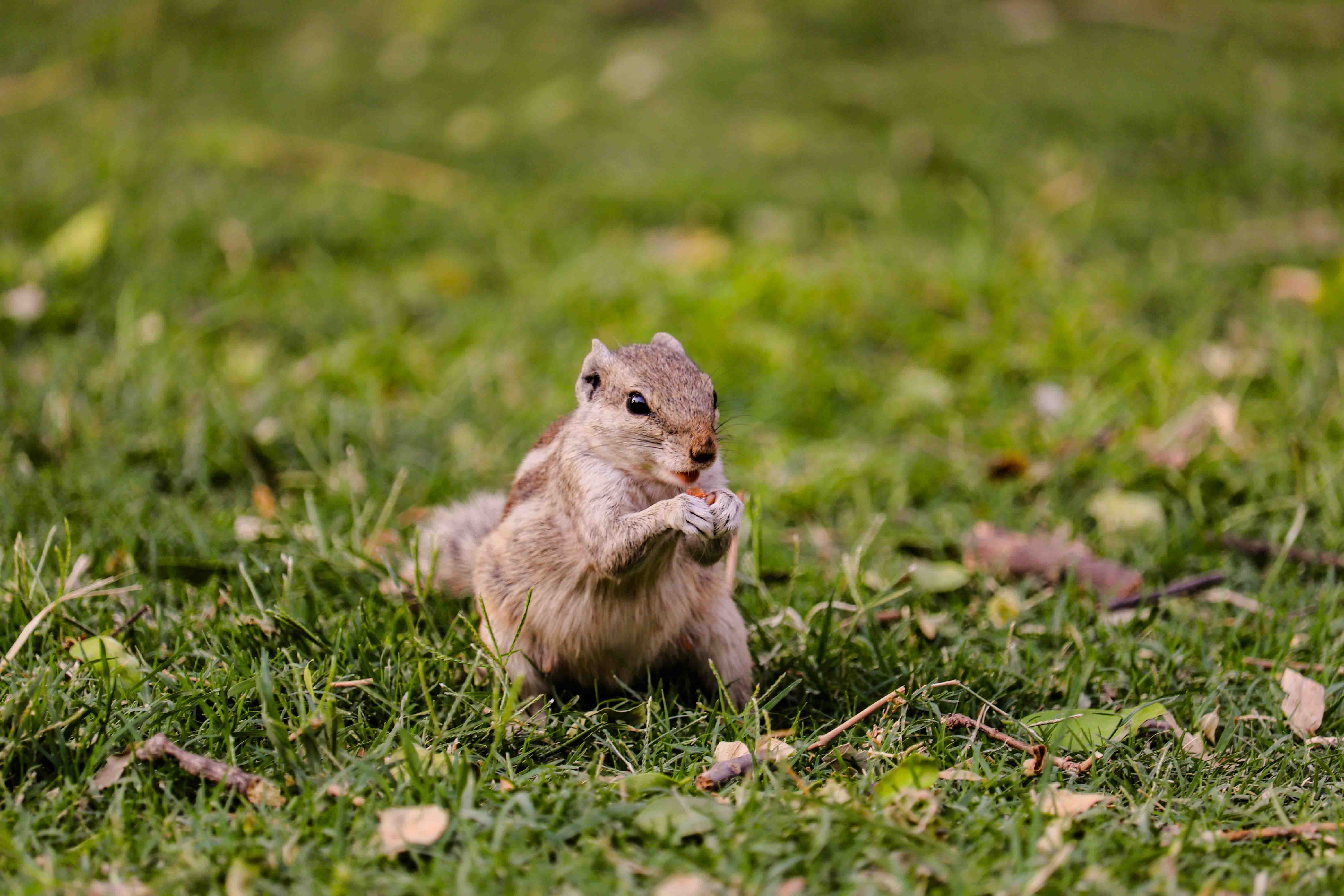 Squirrels, Delhi, landscape, wildlife photography, Travel, Travel India,